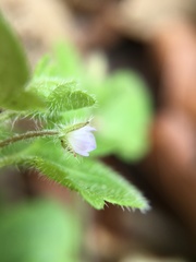Veronica hederifolia-sublobata-triloba