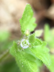 Veronica hederifolia-sublobata-triloba