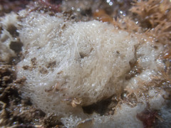 Clathrina coriacea