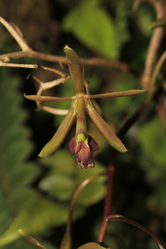 Epidendrum cocuyense Hágsater & E.Santiago