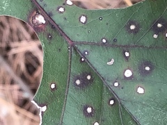 Cercospora
