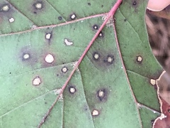 Cercospora