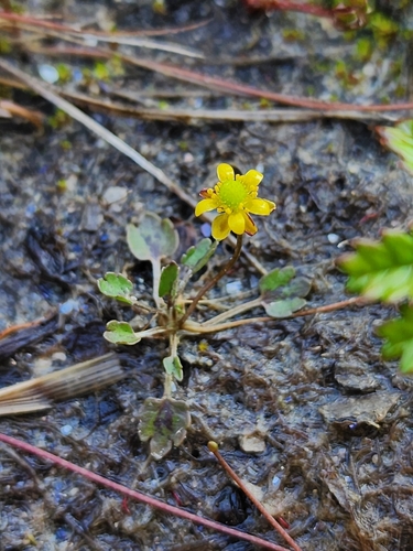 Halerpestes cymbalaria, photograph 1