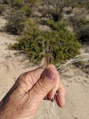 Aristida californica
