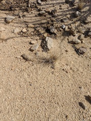 Aristida californica