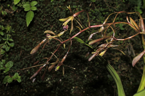 Epidendrum cocuyense Hágsater & E.Santiago 2