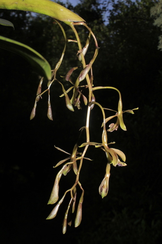Epidendrum cocuyense Hágsater & E.Santiago 3