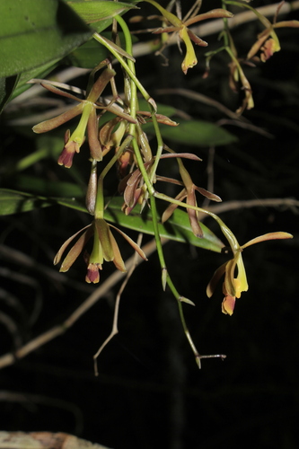 Epidendrum cocuyense Hágsater & E.Santiago 4