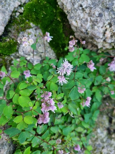 Thalictrum uchiyamae iNat (2)
