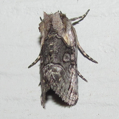 Abrostola microvalis