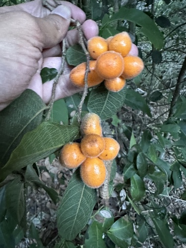 orange annona (Meiogyne heteropetala)