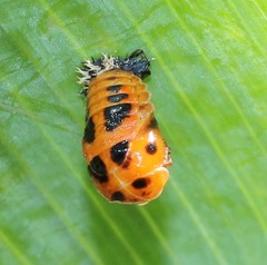 Harmonia axyridis