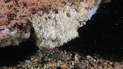 Clathrina coriacea