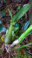 Prosthechea