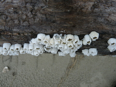 Amphibalanus subalbidus