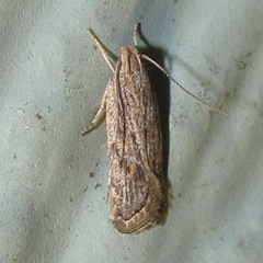 Helcystogramma chambersella