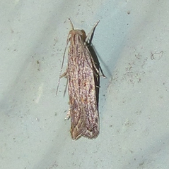 Helcystogramma chambersella