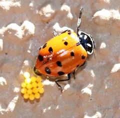 Hippodamia convergens