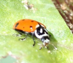 Hippodamia convergens