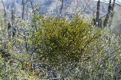 Phoradendron brachystachyum