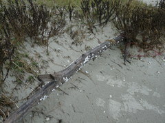 Amphibalanus subalbidus