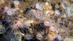 Epizoanthus couchii image