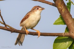 Yellow-Eyed Babbler photo 2