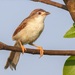 Yellow-eyed Babblers and Allies - Photo (c) Avinash Bhagat, some rights reserved (CC BY-NC), uploaded by Avinash Bhagat