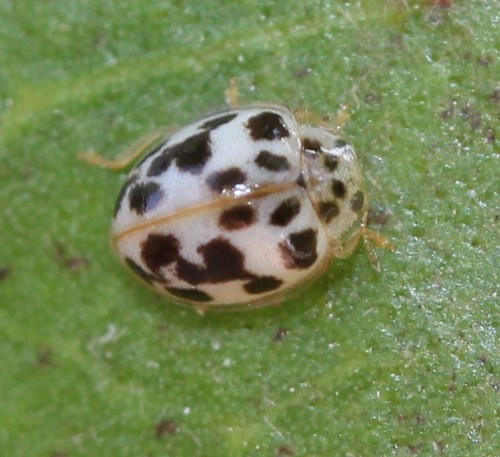 Small-spotted Fairy Lady Beetle photo 3