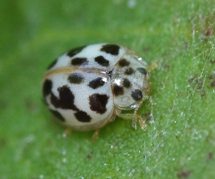 Small-spotted Psyllobora