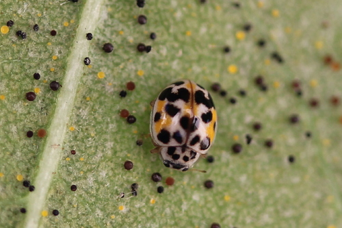 Twenty-spotted Lady Beetle photographed in Illinois