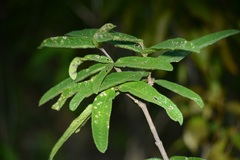 Malpighia suberosa