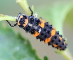 Hippodamia convergens