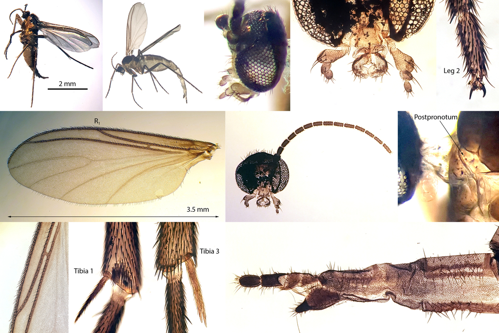Cratyna