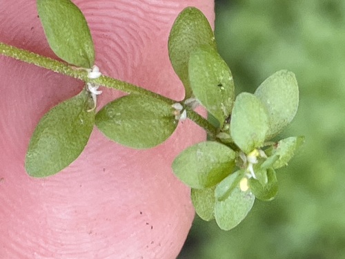 Image of Callitriche platycarpa by (c) Thomas Ebner, some rights reserved (CC BY)