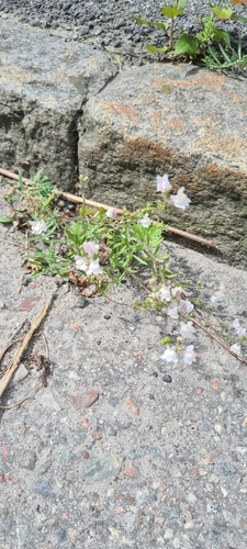 Striped toadflax (Linaria repens)