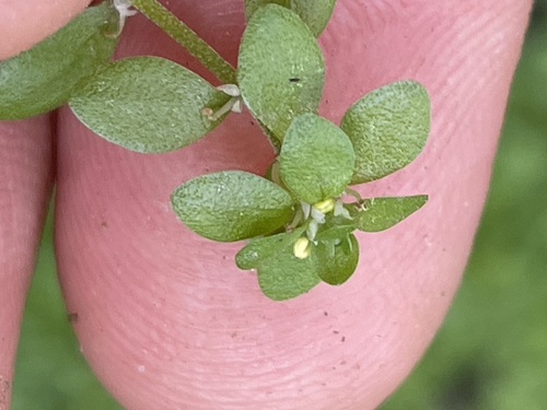 Image of Callitriche platycarpa by (c) Thomas Ebner, some rights reserved (CC BY)