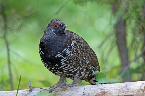 Spruce Grouse
