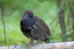 Spruce Grouse photo 5