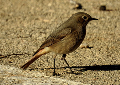 Phoenicurus ochruros
