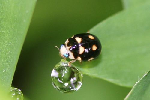 Ten-spotted Spurleg photographed in Maryland