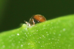 Diomus terminatus