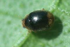 Diomus terminatus