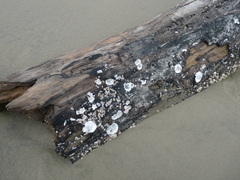 Amphibalanus subalbidus