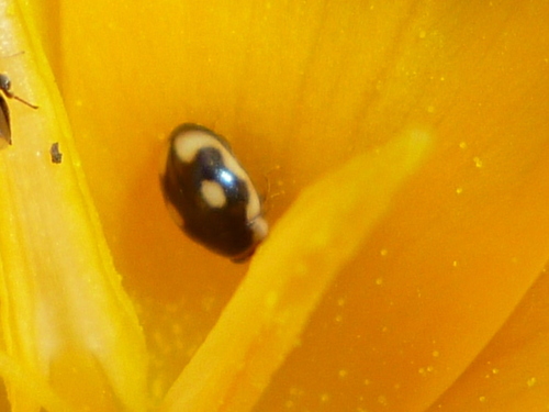 Undulate Sigil Lady Beetle photo 4