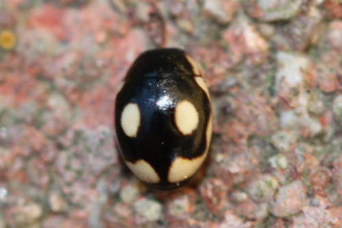 Undulate Lady Beetle