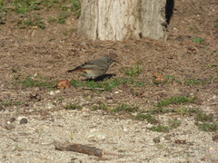 Phoenicurus ochruros