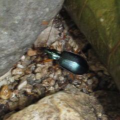 Agonum extensicolle