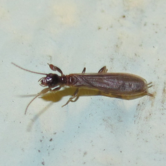 Oligotoma saundersii