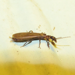Oligotoma saundersii